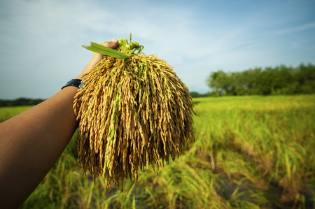 hand touching rice in a paddy fieldの写真素材