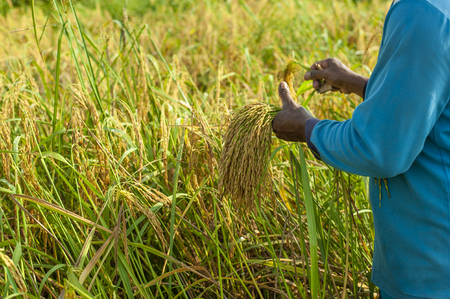 Hand farmer harvesting rice in fieldの写真素材