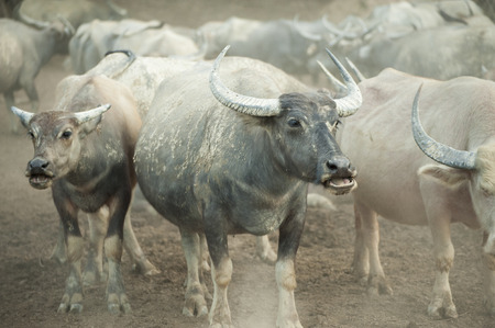buffalo in shelter asia black