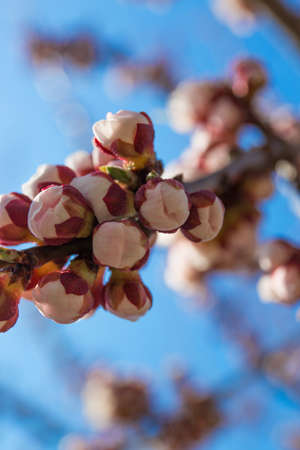 Springの写真素材