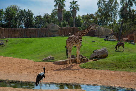 Bioparc Valenciaのeditorial素材