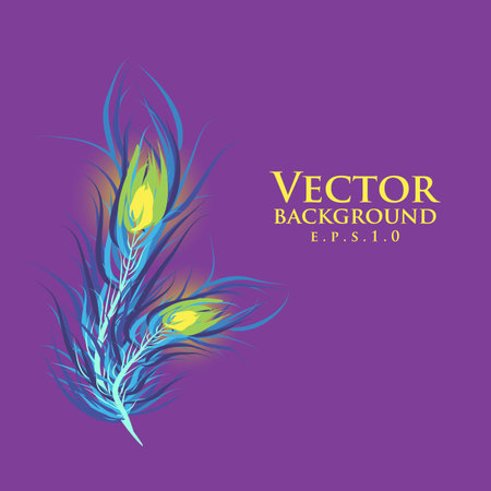 Vector two feathers peacock. Violet background. のイラスト素材