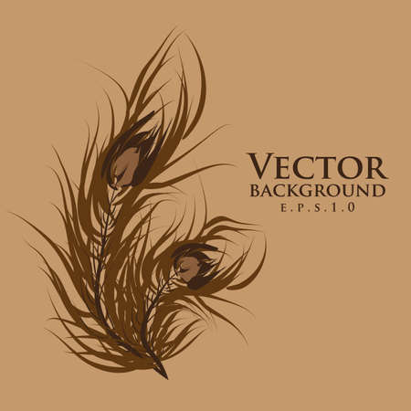 Vector two feathers peacock. Brown background.のイラスト素材