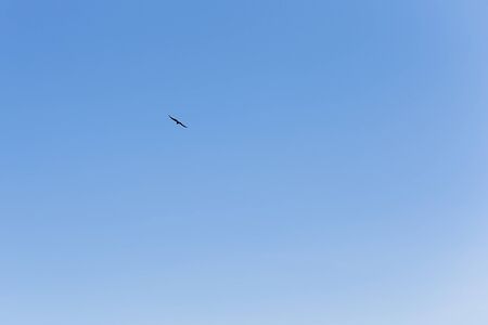 Silhouette of birds in the blue sky. The concept of freedom and flight.の写真素材