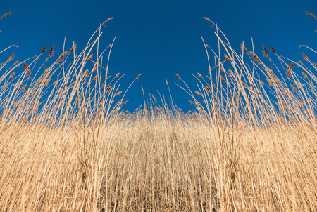 Yellow reeds against a blue skyの写真素材