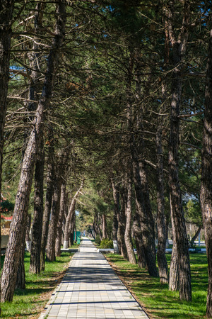 City Park in the alley in the spring or summerの写真素材