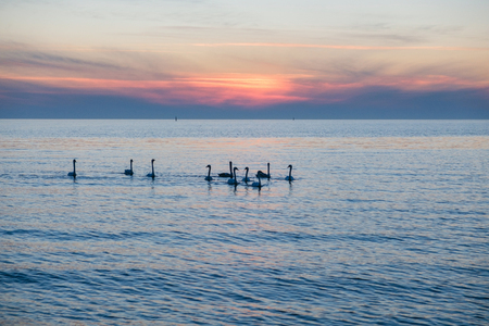 White swan by the lakeの写真素材