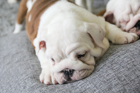 Puppy of the English bulldog lies on white pillows on a sofaの写真素材
