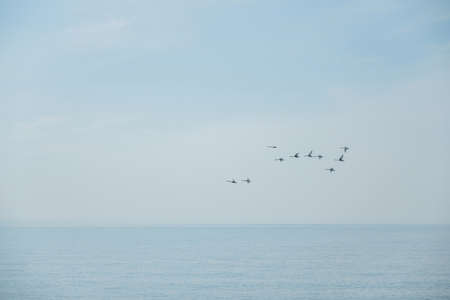 Flock of birds flying in the winter sky over the sea at sunrise