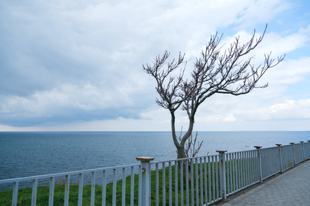 Bench on the sea front promenadeの写真素材