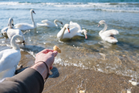 Unrecognizable man feeding swans on the sea. The city in the background.の写真素材