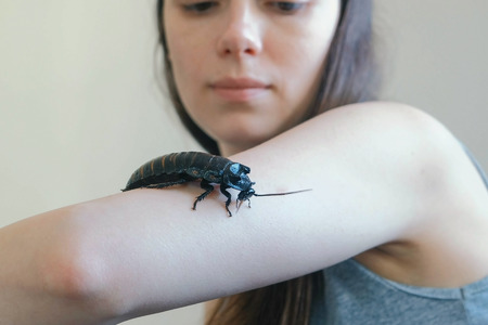 Young woman holding a male of Gromphadorhina portentosa the hissing cockroach, one of the largest species of Madagascar cockroach.の写真素材