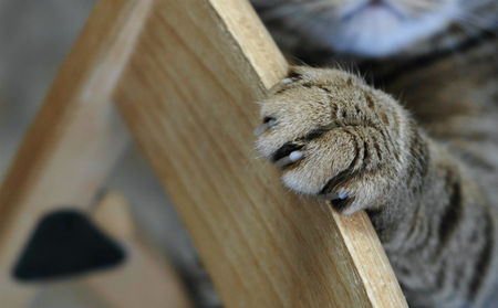 Closeup of a paw with claws and eyed the striped muzzle of a cat.の写真素材
