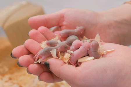 Newborn little blind mice in womans hands. Close-up womans hands.の写真素材