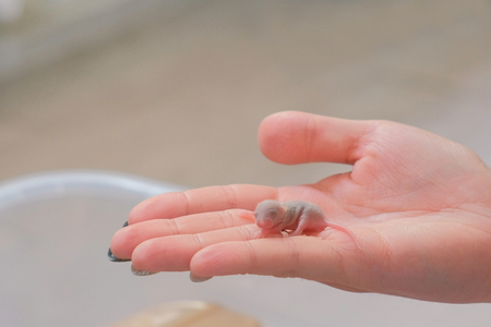 Newborn little blind mouse in womans hand. Close-up womans hand.の写真素材