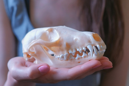 Skull of a fox on a womans hand close-up.の写真素材