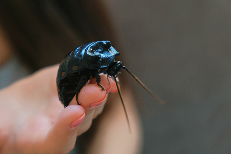 Young woman holding a male of Gromphadorhina portentosa the hissing cockroach, one of the largest species of Madagascar cockroach. Close-up hand.の写真素材