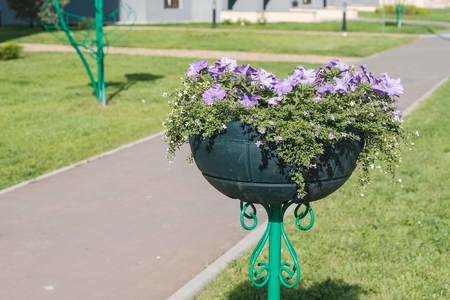 Flowerbed with purple petunias at the edges of the sidewalk.の写真素材