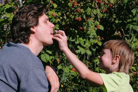 Son and dad eat raspberries, tearing it from the bushes in the country.の写真素材