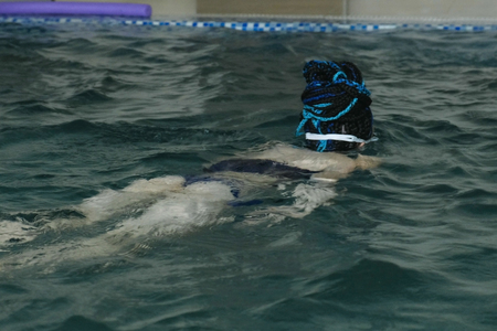 Woman is swimming in pool. Back view.の写真素材