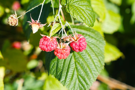 Raspberry Bush with ripe berries in country outdoor.