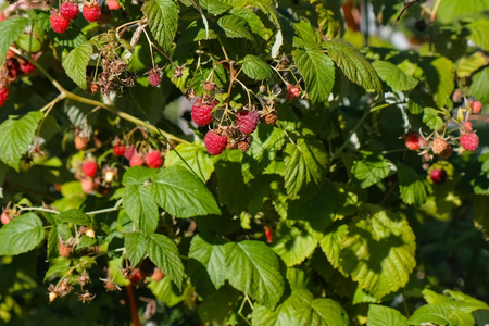 Bush with ripe raspberries in country outdoor.