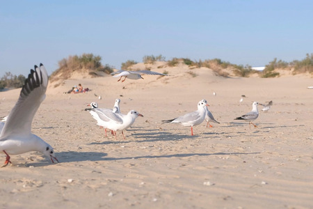 Birds seagulls eat bread on the sandy dune beach.