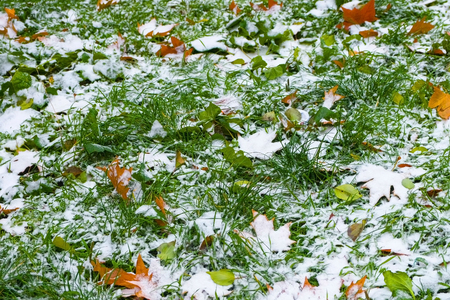 Snow with yellow leaves and green grass in park.の写真素材