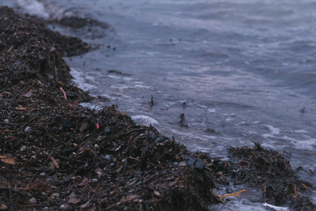 Kamka seaweed on the sand beach at sunset.の写真素材