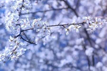 Beautiful small white flowers on tree branches on white blur tree background, closeup view.の写真素材