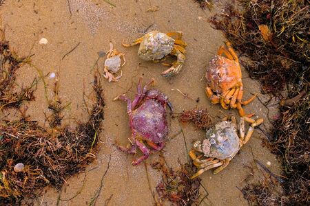 The Sea animals on beach after storm.の写真素材