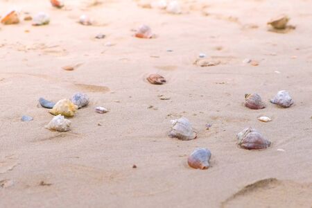 Sandy beach with shells and a conch shellの写真素材