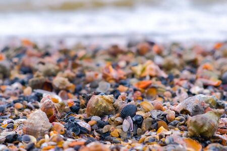 Many beautiful shells of rapan on the sand on the black sea coast. Close-up view with sea wavesの写真素材