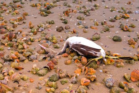 Death of animals and birds, environmental disaster at sea.の写真素材