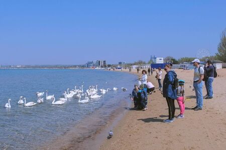 Anapa, Russia, 26-04-2019: People tourists feed white swans and pigeons at sea on sand beach. Spring in resort coastal town. Editorial video. Tourist traveller travel journey seashore sand beach.のeditorial素材