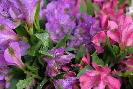 Floral business concept. Moisturizing fresh alstroemeria for long-term storage in floristic studio store. Pink, white, purple azalea flowers with water drops, sale in flower shop closeup view.の写真素材