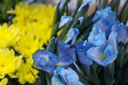 Floral business concept. Blue flowers iris with water drops in flower shop for sale on yellow astras background, closeup view. Moisturizing fresh flowers for long-term storage. Floristry studio store.の写真素材