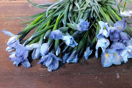 Floral business concept. Blue tender iris flowers with long stems on dark wooden table in flower shop. Creates professional bunch in floristic studio store.の写真素材