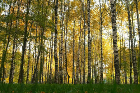 Beautiful view on autumn park with green and yellow leaves in the city, bottom view. Falling yellow dry leaves are covering green grass and ground. Birches in the sun.の写真素材