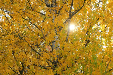 Beautiful huge tree in park. Golden, yellow and orange leaves on branches of birches on blue sky...