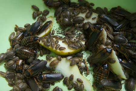 Many argentine cockroaches small and large crawl in the green plastic pelvis, closeup view. They are...
