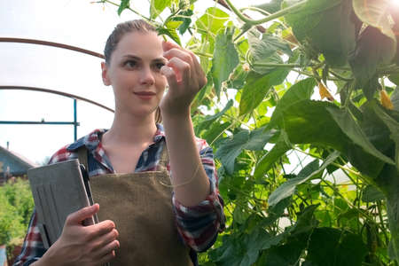 Agronomist woman conducts inspection of growing cucumbers in greenhouse and puts indicators in tablet. Agribusiness concept. Control over observance of technology of cultivation agricultural plants.の写真素材
