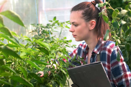 Agronomist woman conducts inspection of growing peppers in greenhouse and puts indicators in tablet. Agribusiness concept. Control over observance of technology of cultivation agricultural plants.の写真素材