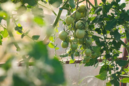 Unripe green tomatoes on the branches in greenhouse, closeup view. Cultivation of agricultural plants, organic fresh vegetables. Agribusiness and food production concept. Hothouse in farmland.の写真素材