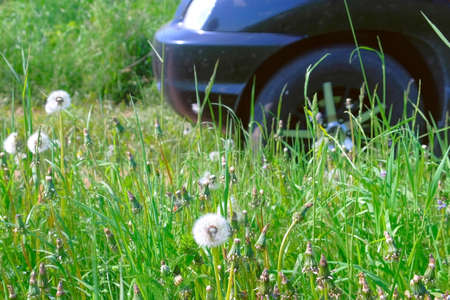 Car driving on country ground road with green grass in village at summer day in wild area, side view. Village life and lack of infrastructure, paved roads. White dandelions among the grass.の写真素材
