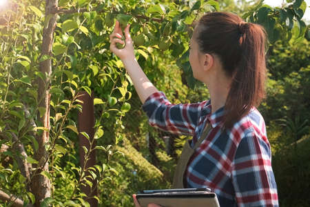 Agronomist woman conducts inspection of pear tree in fruit garden and puts indicators in tablet. Agribusiness concept. Control over observance of technology of cultivation agricultural plants.の写真素材