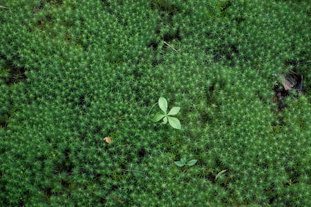 Green moss in wild forest in autumn, closeup view. Sunny summer day in woodland.の写真素材