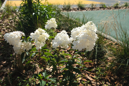 White flowers in flowerbed in city on children playground, close-up view. Beautiful plants outdoors...