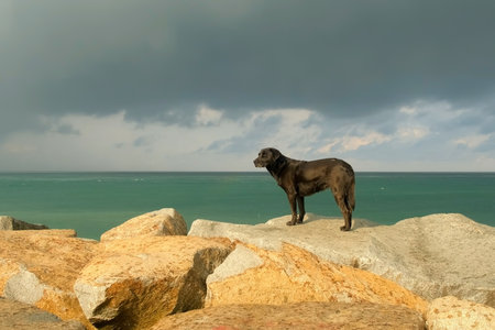 Black dog standing on rocks observing ocean under cloudy sky in rainy day. Black lab standing majestically on rocky oceanfront, gazing across expansive seascape under dramatic cloudy overcast sky.の写真素材