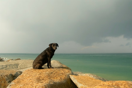 Black dog sitting on rock observing ocean under cloudy sky.の写真素材
